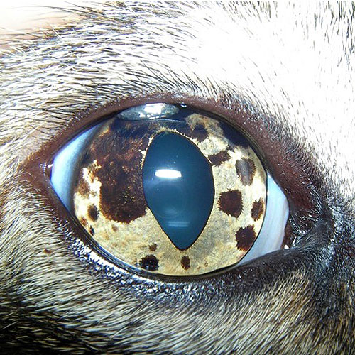 Melanoma difuso da íris do gato