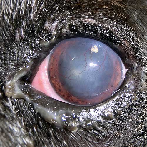 Queratoconjuntivite seca