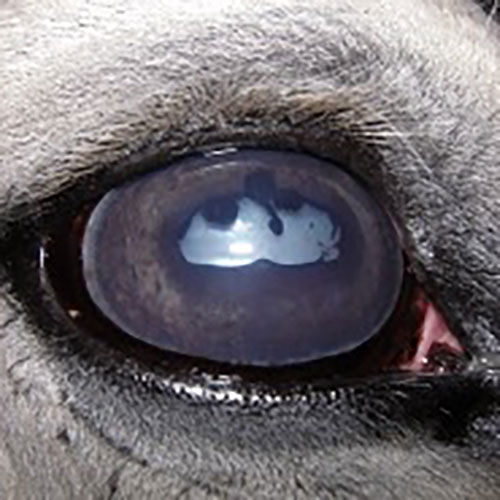 Uveíte recorrente equina